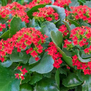 Des Kalanchoe rouges