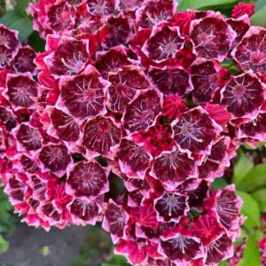 des kalmies rouges aux nuances de roses