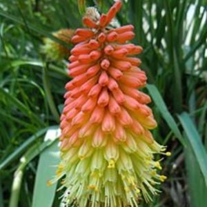 La kniphofia orange aux nuances d'orange