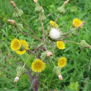 Des laiterons potagers jaunes