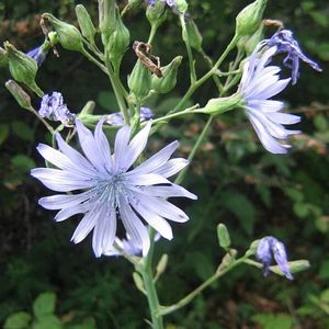 les laitues de Plumier blanches aux nuances de bleues