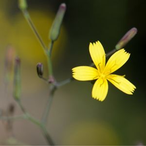 la laitue des murs jaune