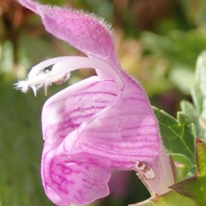 le lamier à grandes fleurs mauve