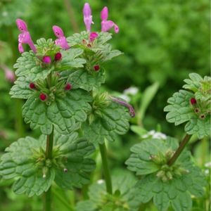 les lamiers amplexicaules  roses