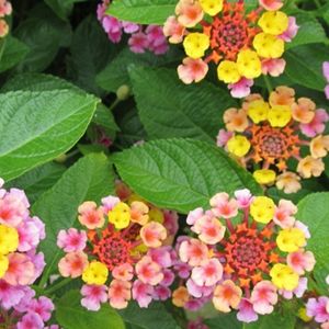 des lantanas colorées roses, jaunes et orange