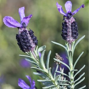 les lavandes des Maures mauves