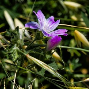 la lavatère de Crète violette