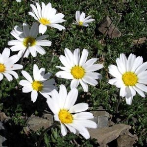 les leucanthèmes des Alpes blancs