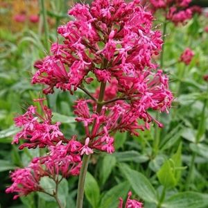 les lilas d'Espagne roses