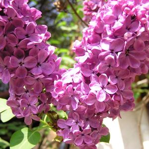 des lilas roses