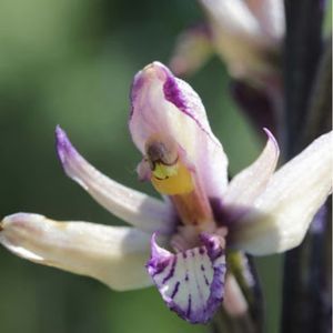 La limodore à feuilles avortées blanche aux nuances de violets