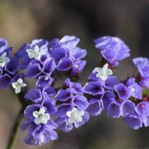 des limoniums à feuilles sinuées violettes et blanches