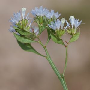 des limoniums lobés bleus