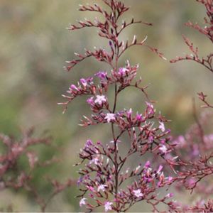 des limoniums remarquables roses