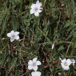 des lins à feuilles de Salsola blancs