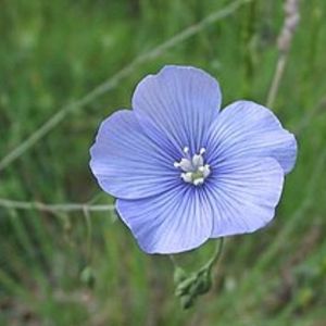 le lin de Narbonne bleu