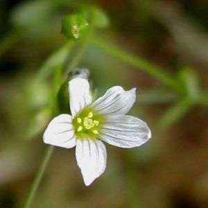 Le lin purgatif blanc