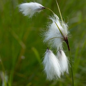 des linaigrettes à feuilles étroites blanches