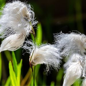 des linaigrettes blanches