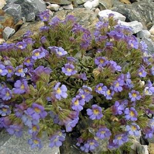 des linaires à feuilles d'origan mauves