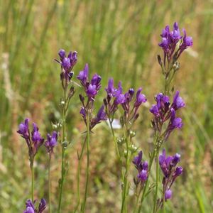 les linaires de Pélissier violettes