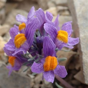 les linaires des Alpes mauves