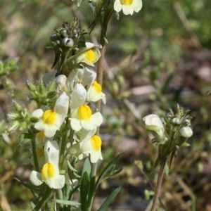 les linaires des Pyrénées blanches