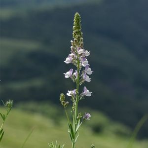 des linaires striées mauves