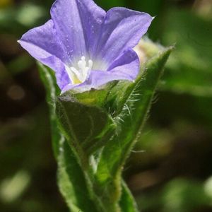 le liseron de Sicile violet