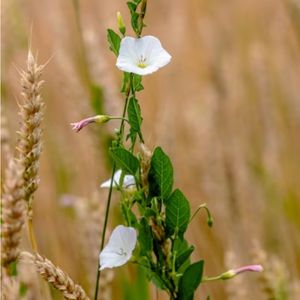 les liserons des champs blancs