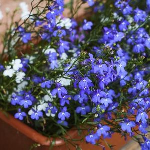 des lobélias bleues