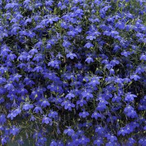 des lobélies bleues