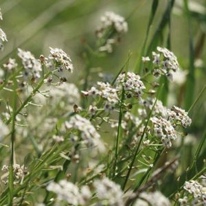 des lobulaires maritimes blanches