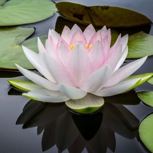 le lotus blanc aux nuances de rose