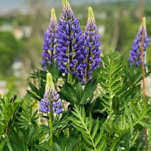 Les lupins à feuilles étroites violettes