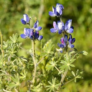 des lupins de cosentino bleus et blancs