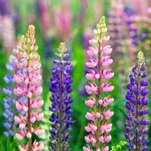 des lupins colorés : rose et violet