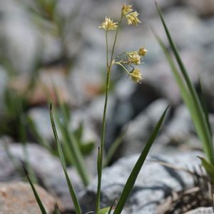 la luzule jaune