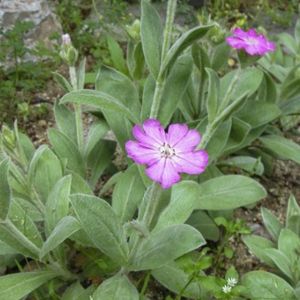 les lychnis fleur de Jupiter mauves