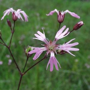 les lychnis fleur de coucou mauves