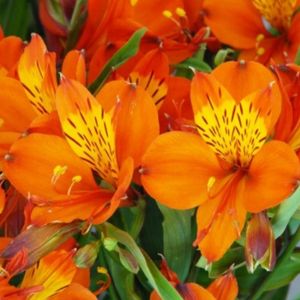 les lys des Incas oranges