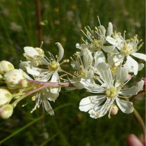 des filipendules communes blanches