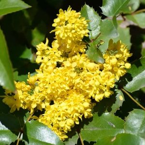 des mahonias à feuilles de houx jaunes