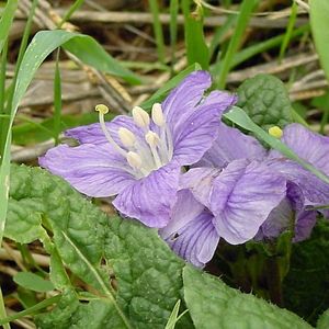 des mandragores mauves