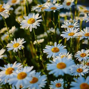 des marguerites blanches