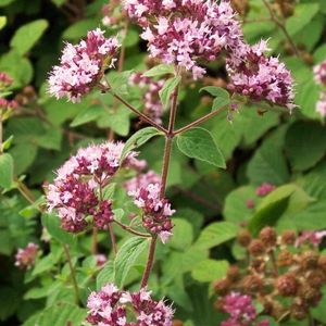 des marjolaines mauves