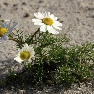 des matricaires maritimes blanches