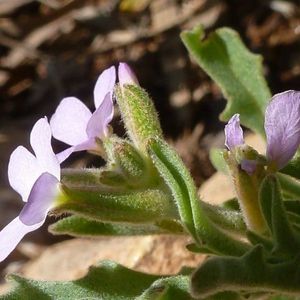 des matthioles à petites fleurs mauves