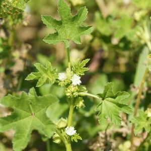 des mauves à petites fleurs blanches