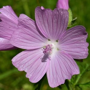 la mauve alcée mauve